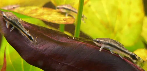 Common otocinclus (Otocinclus vittatus)