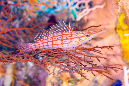 Longnose Hawkfish (Oxycirrhites typus)