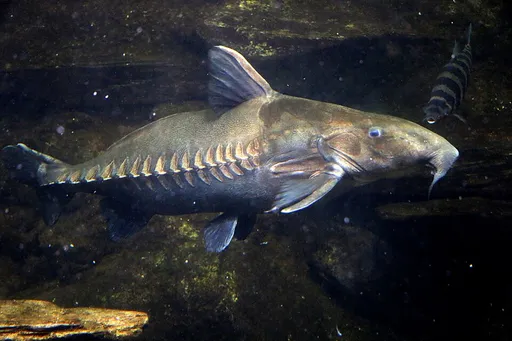 Ripsaw catfish (Oxydoras niger)