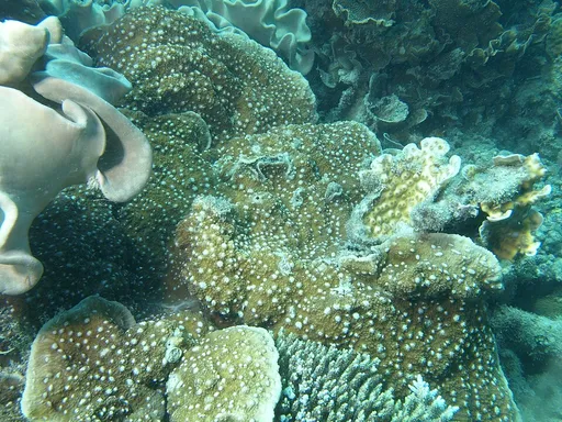 Oxypora Chalice Coral (Oxypora lacera)