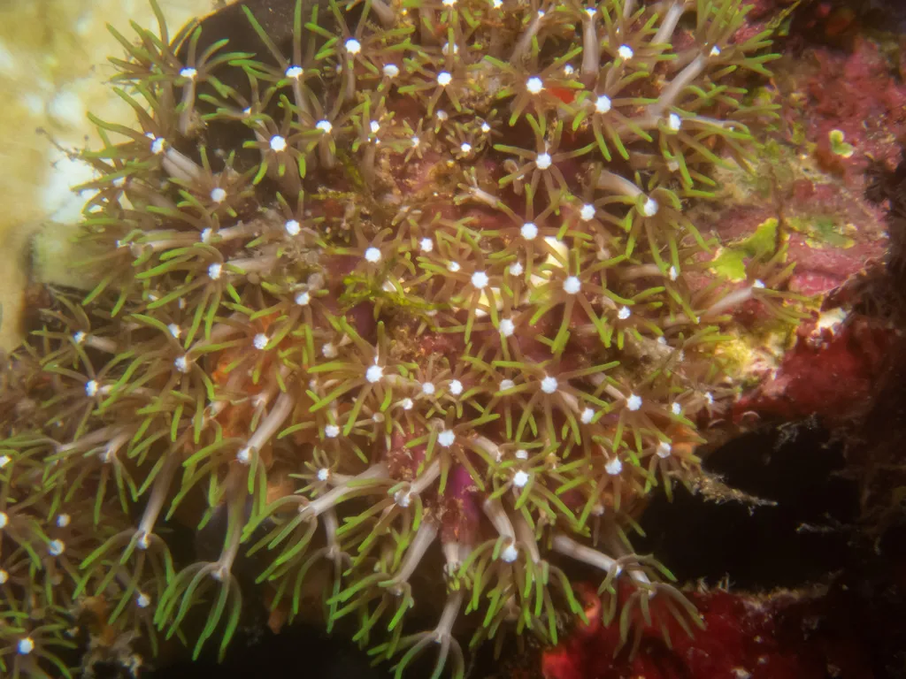 Green Star Polyps (Pachyclavularia violacea)