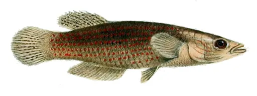 Playfair's panchax (Pachypanchax playfairii)