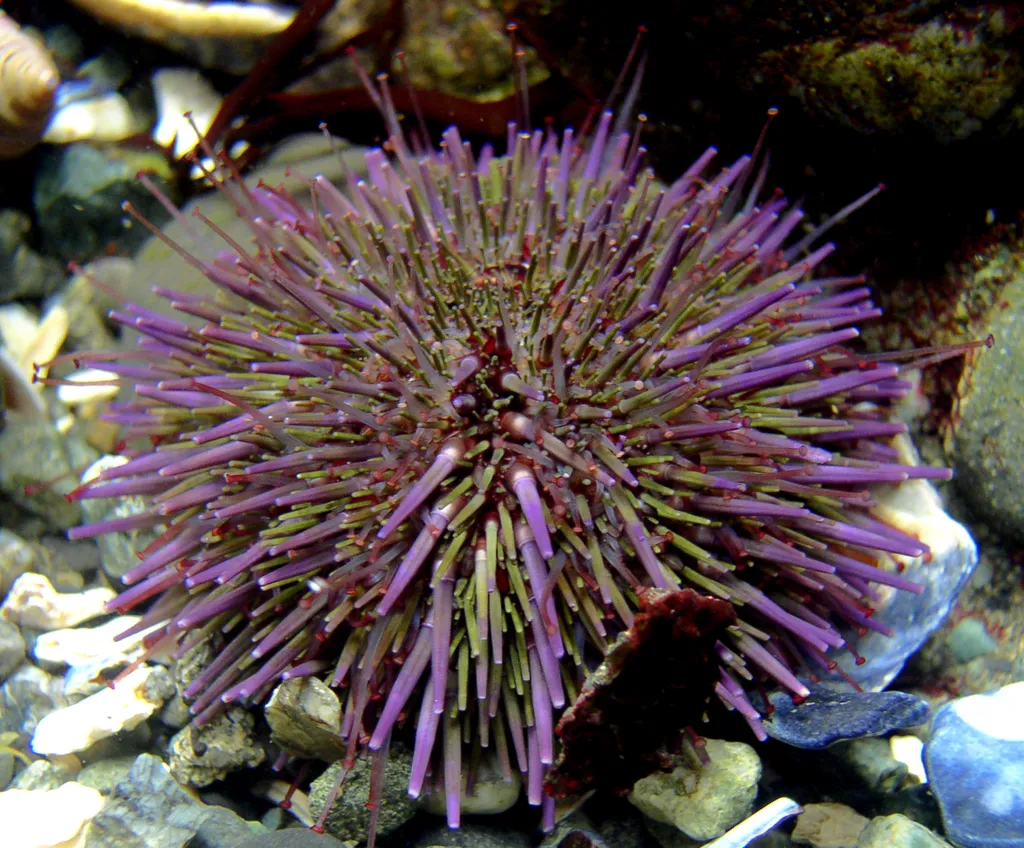 Pacific purple urchin (Strongylocentrotus purpuratus)