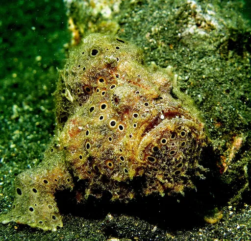 Painted frogfish (Antennarius pictus)