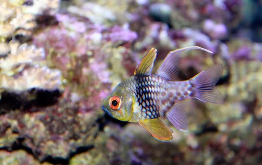 Pajama Cardinalfish (Sphaeramia nematoptera)