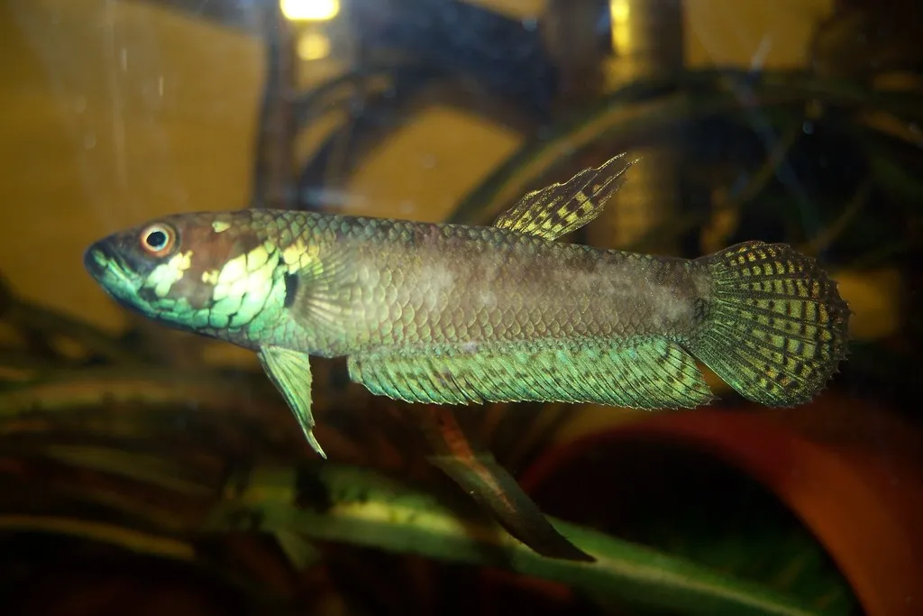 Pallifina betta (Betta pallifina)