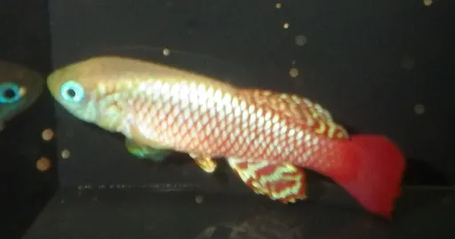 Palmqvist's notho (Nothobranchius palmqvisti)