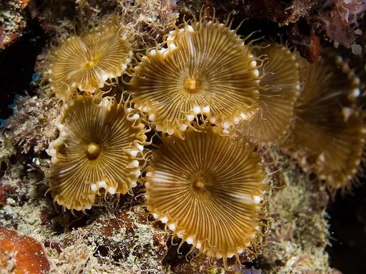 Palythoa (Palythoa)