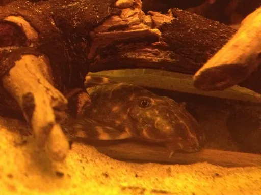 Clown pleco (Panaqolus maccus)