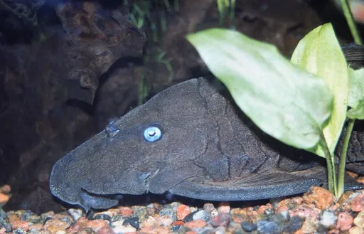 Blue-eyed pleco (Panaque cochliodon)