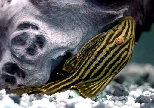 Royal pleco (Panaque nigrolineatus)