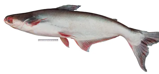 Iridescent shark (Pangasianodon hypophthalmus)