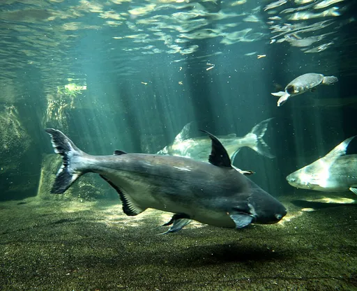 Paroon shark (Pangasius sanitwongsei)