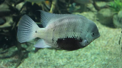 Pantano cichlid (Cincelichthys pearsei)