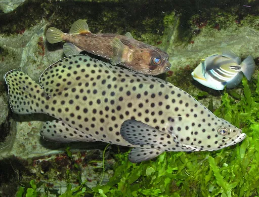 Panther Grouper (Cromileptes altivelis)