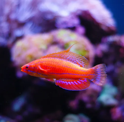 Carpenter's flasher wrasse (Paracheilinus carpenteri)