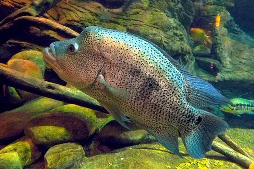 Wolf cichlid (Parachromis dovii)