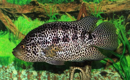 Jaguar cichlid (Parachromis managuensis)