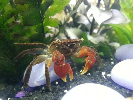 Red claw crab (Parasesarma bidens)