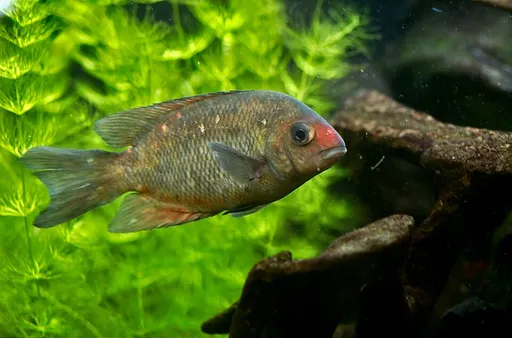 Red-nosed Madagascar cichlid (Paretroplus kieneri)