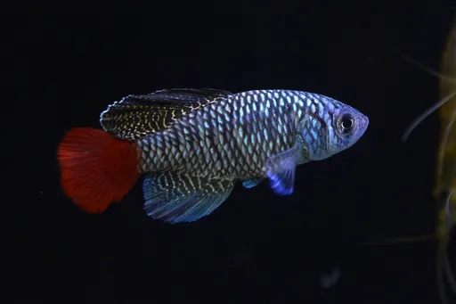 Patrizi's notho (Nothobranchius patrizii)