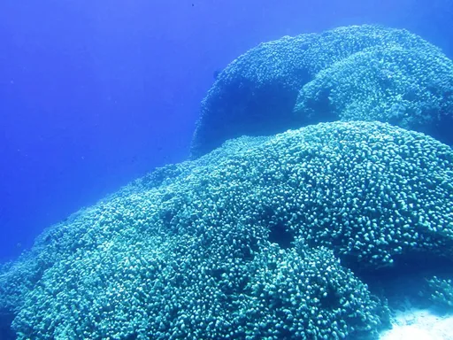 Shoulderblade Coral (Pavona clavus)