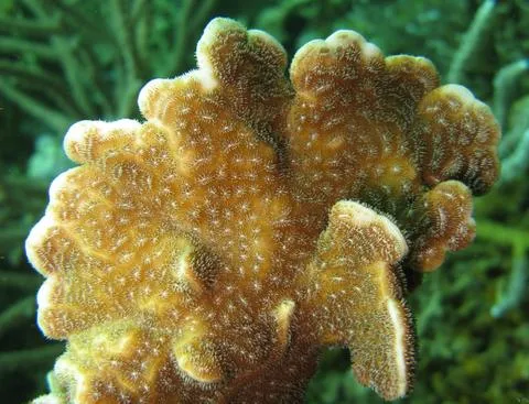 Potato Chip Coral (Pavona decussata)