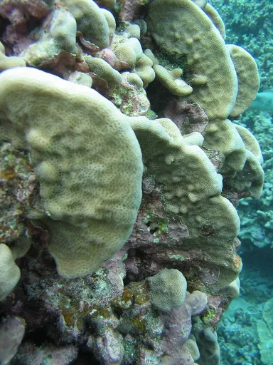 Porkchop Coral (Pavona duerdeni)