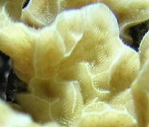 Leaf Coral (Pavona frondifera)