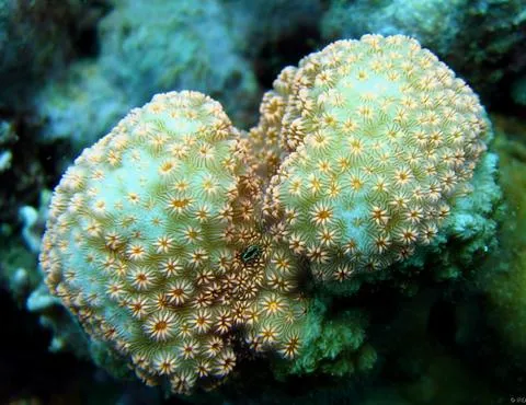 Maldives Pavona (Pavona maldivensis)
