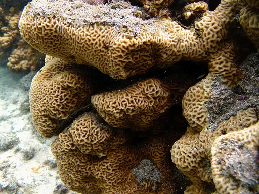 Lettuce Coral (Pavona varians)