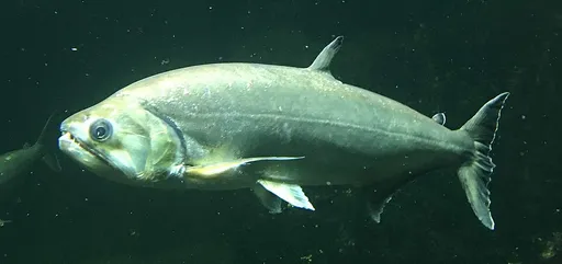 Payara (Hydrolycus armatus)