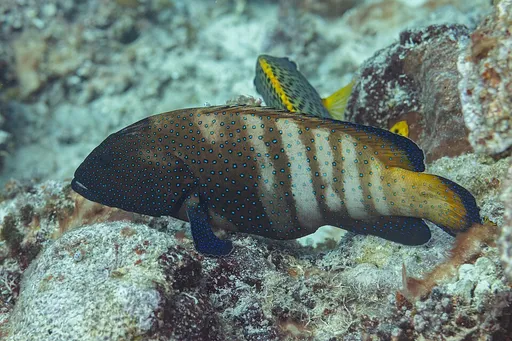 Peacock grouper (Cephalopholis argus)
