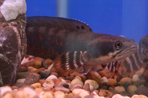 Peacock snakehead (Channa pulchra)