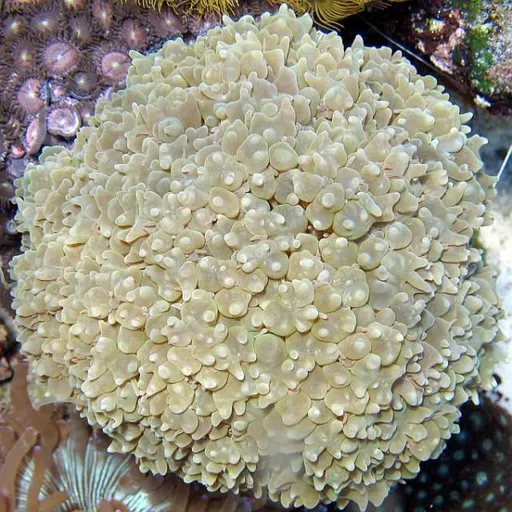 Pearl Bubble Coral (Physogyra lichtensteini)