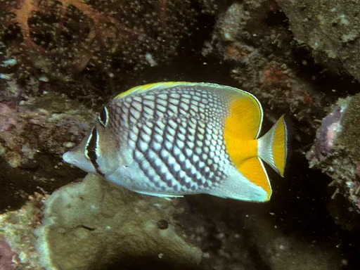 Pearlscale Butterflyfish (Chaetodon xanthurus)