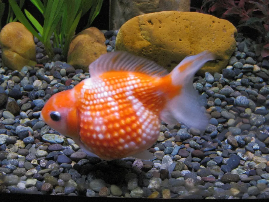 Pearlscale (Carassius auratus)
