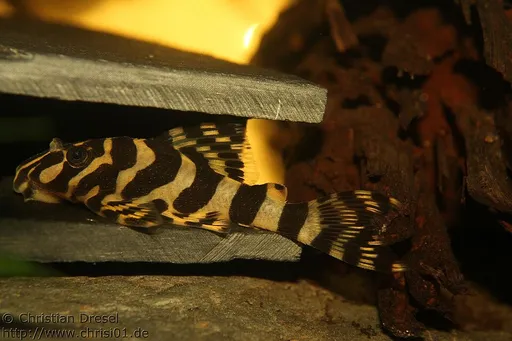 Clown peckoltia (L134) (Peckoltia compta)