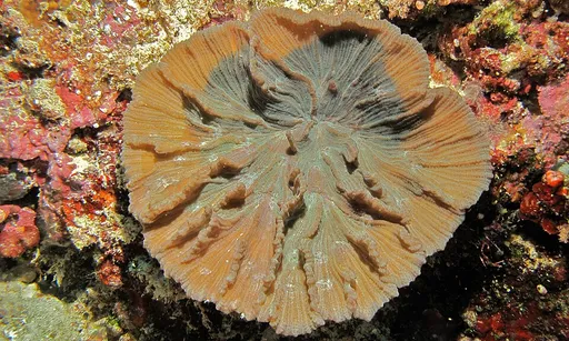 Pectinia Coral (Pectinia)