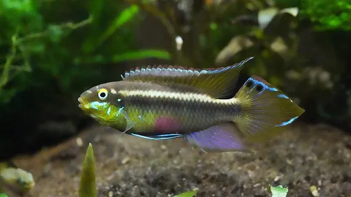 Giant kribensis (Pelvicachromis sacrimontis)