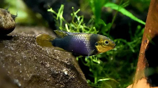 Ocellated kribensis (Pelvicachromis subocellatus)