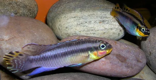 Striped kribensis (Pelvicachromis taeniatus)