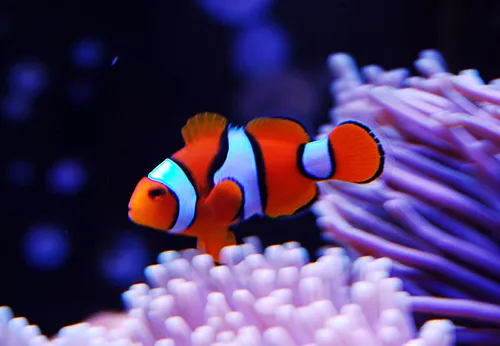 Percula Clownfish (Amphiprion percula)