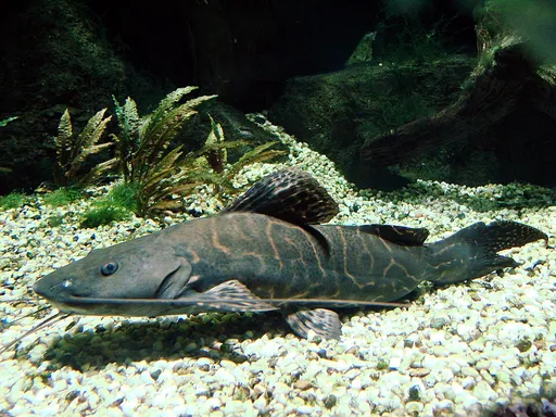 Reticulated catfish (Perrunichthys perruno)
