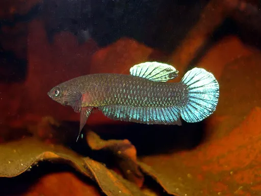 Persephone betta (Betta persephone)