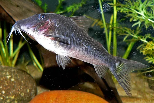 Peru black cory (Corydoras semiaquilus)