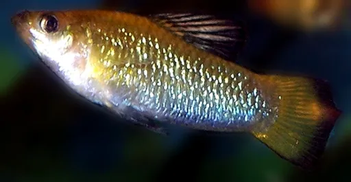 Perugia's limia (Limia perugiae)