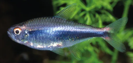 Peruvian tetra (Hyphessobrycon peruvianus)