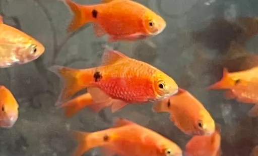 Rosy barb (Pethia conchonius)
