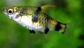 Golden dwarf barb (Pethia gelius)
